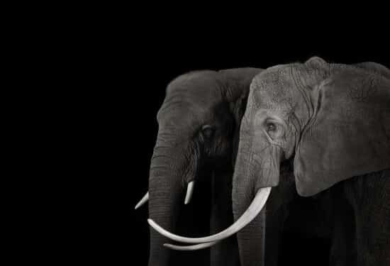 African Elephant #16: Fine Art studio portrait of two elephants by American photographer Brad Wilson, part of his Affinity photo project which captures wild animals on a black studio background.