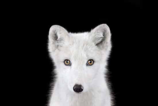 Arctic Fox #1 : portrait studio d'un renard polaire par le photographe américain Brad Wilson, issu de la série Affinity qui rassemble plusieurs dizaines de photographies d’animaux sauvages sur un fond noir de studio.