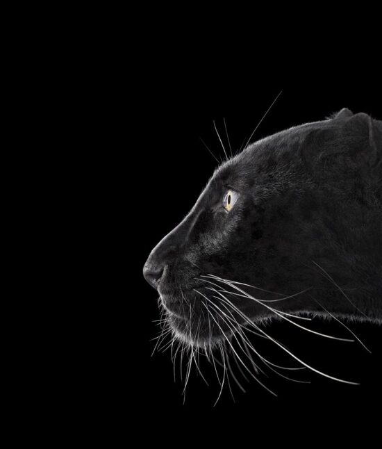 Black Leopard #2 : portrait studio d'une panthère noire par le photographe américain Brad Wilson, issu de la série Affinity qui rassemble plusieurs dizaines de photographies d’animaux sauvages sur un fond noir de studio.