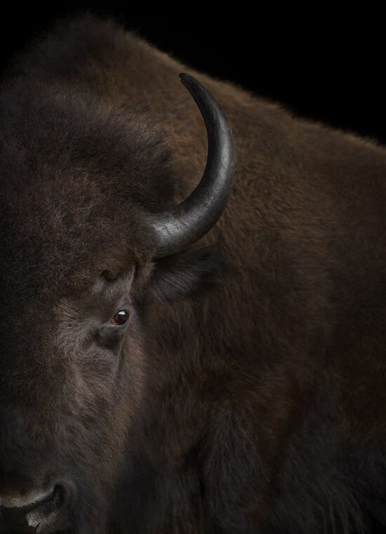 Buffalo #3 : portrait studio d'un bison par le photographe américain Brad Wilson, issu de la série Affinity qui rassemble plusieurs dizaines de photographies d’animaux sauvages sur un fond noir de studio.