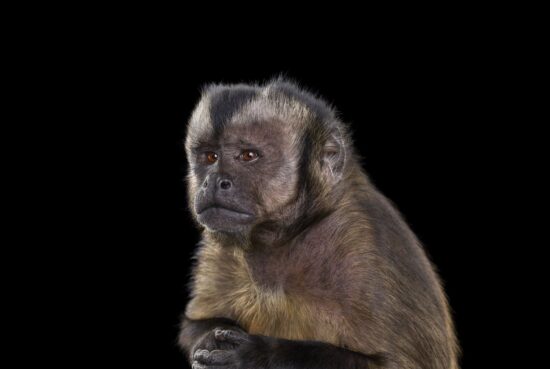 Capuchin Monkey #5 : portrait studio d'un singe capucin par le photographe américain Brad Wilson, issu de la série Affinity qui rassemble plusieurs dizaines de photographies d’animaux sauvages sur un fond noir de studio.
