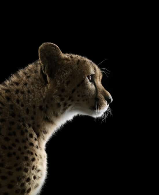 Cheetah #2 : portrait studio d'un guépard par le photographe américain Brad Wilson, issu de la série Affinity qui rassemble plusieurs dizaines de photographies d’animaux sauvages sur un fond noir de studio.