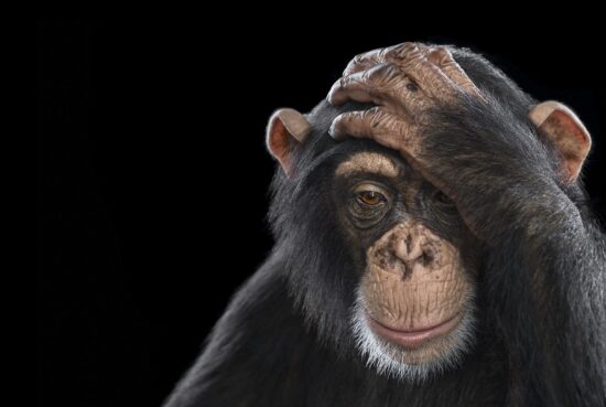 Chimpanzee #2: Fine Art studio portrait of a great ape by American photographer Brad Wilson, part of his Affinity photo project which portrays wild animals on a black studio background.