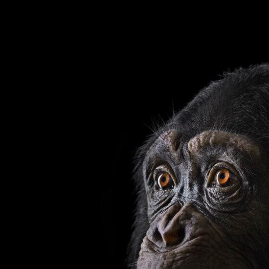 Chimpanzee #9 : portrait studio d'un chimpanzé par le photographe américain Brad Wilson, issu de la série Affinity qui rassemble plusieurs dizaines de photographies d’animaux sauvages sur un fond noir de studio.