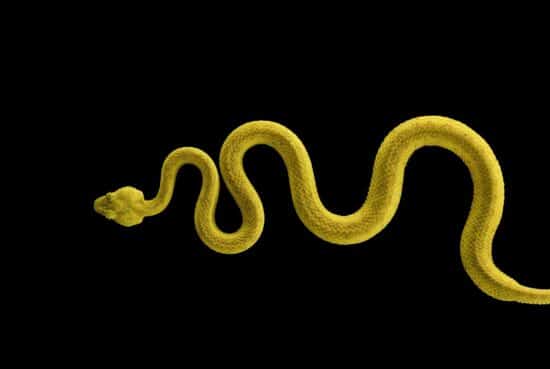 Eyelash Pit Viper #1 : portrait studio d'un serpent (vipère à cils) par le photographe américain Brad Wilson, issu de la série Affinity qui rassemble plusieurs dizaines de photographies d’animaux sauvages sur un fond noir de studio.