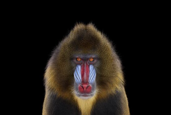 Mandrill #1 : portrait studio d'un primate par le photographe américain Brad Wilson, issu de la série Affinity qui rassemble plusieurs dizaines de photographies d’animaux sauvages sur un fond noir de studio.
