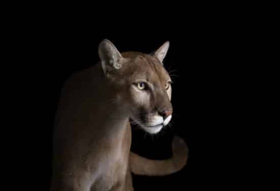 Mountain Lion #4 : portrait studio d'un puma par le photographe américain Brad Wilson, issu de la série Affinity qui rassemble plusieurs dizaines de photographies d’animaux sauvages sur un fond noir de studio.