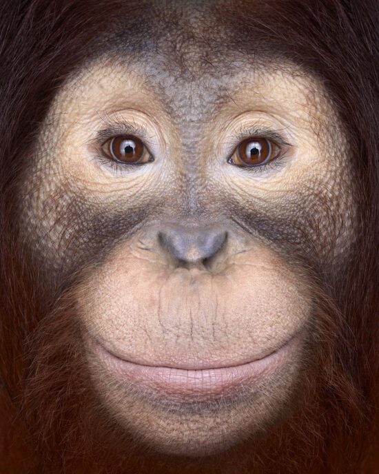 Orangutan #1: Fine Art studio portrait of an orangutan by American photographer Brad Wilson, part of his Affinity photo project which portrays wild animals on a black studio background.