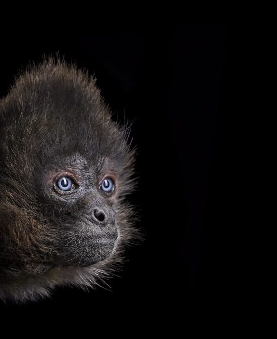 Spider Monkey #3: Fine Art studio portrait of a monkey by American photographer Brad Wilson, part of his Affinity photo project which portrays wild animals on a black studio background.