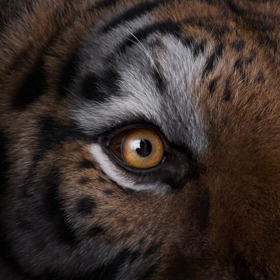 Tiger #9 : portrait studio d'un tigre par le photographe américain Brad Wilson, issu de la série Affinity qui rassemble plusieurs dizaines de photographies d’animaux sauvages sur un fond noir de studio.