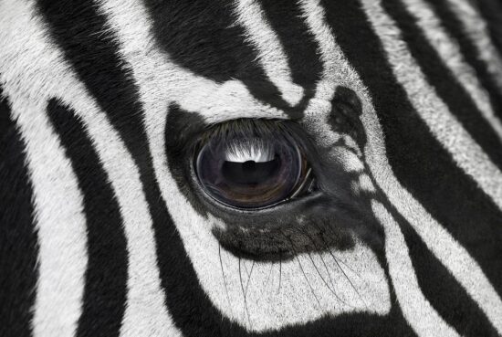 Zebra #7 : portrait studio d'un zèbre par le photographe américain Brad Wilson, issu de la série Affinity qui rassemble plusieurs dizaines de photographies d’animaux sauvages sur un fond noir de studio.
