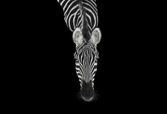 Zebra #3: Fine Art studio portrait of a zebra by American photographer Brad Wilson, part of his Affinity photo project which captures wild animals on a black studio background.